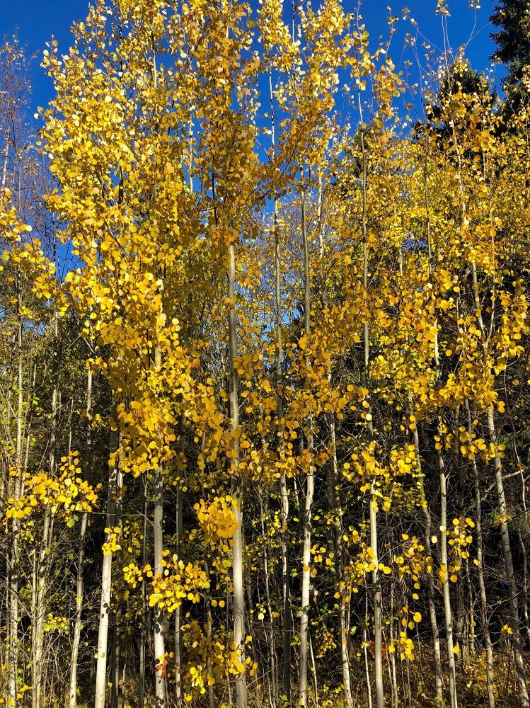 Photograph by Олеся Семёнова