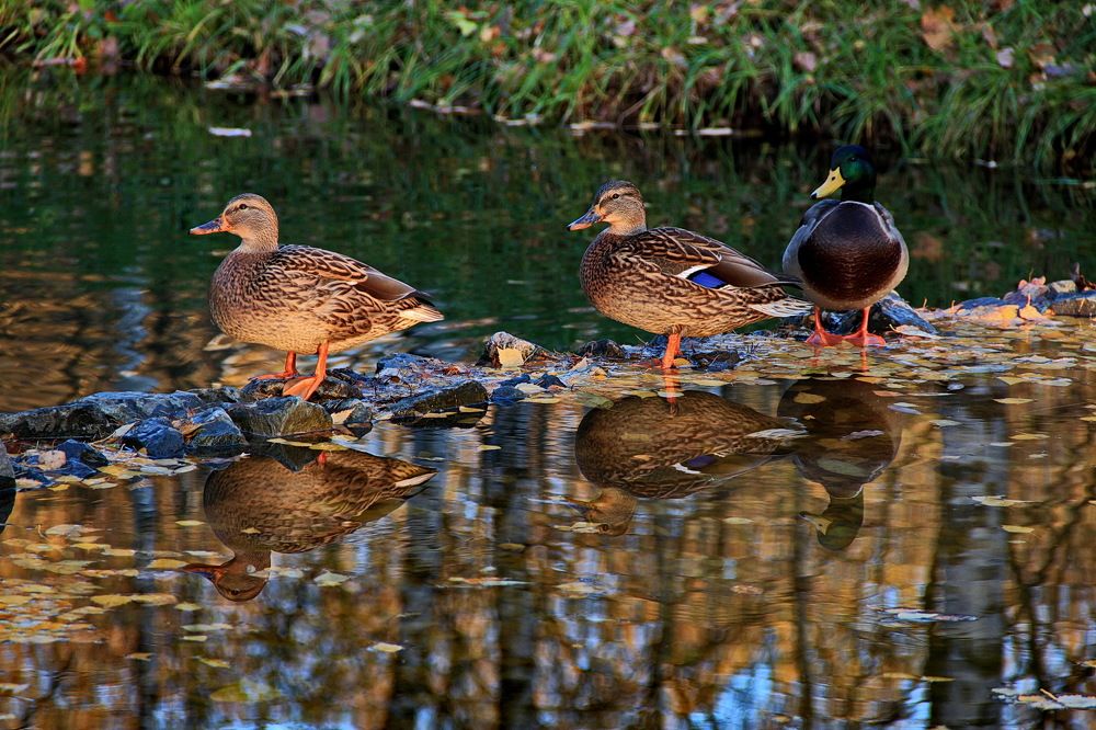 Москва, в парке.