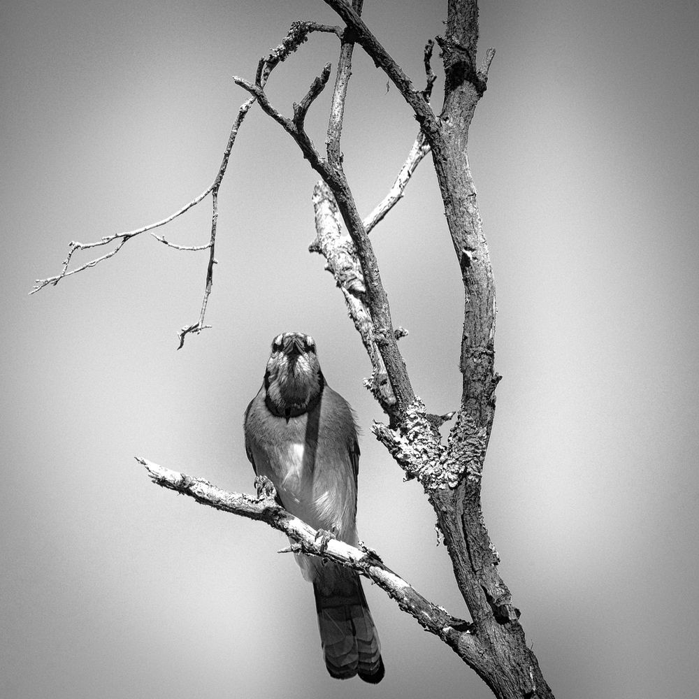 Photograph by Jolivet Yvon