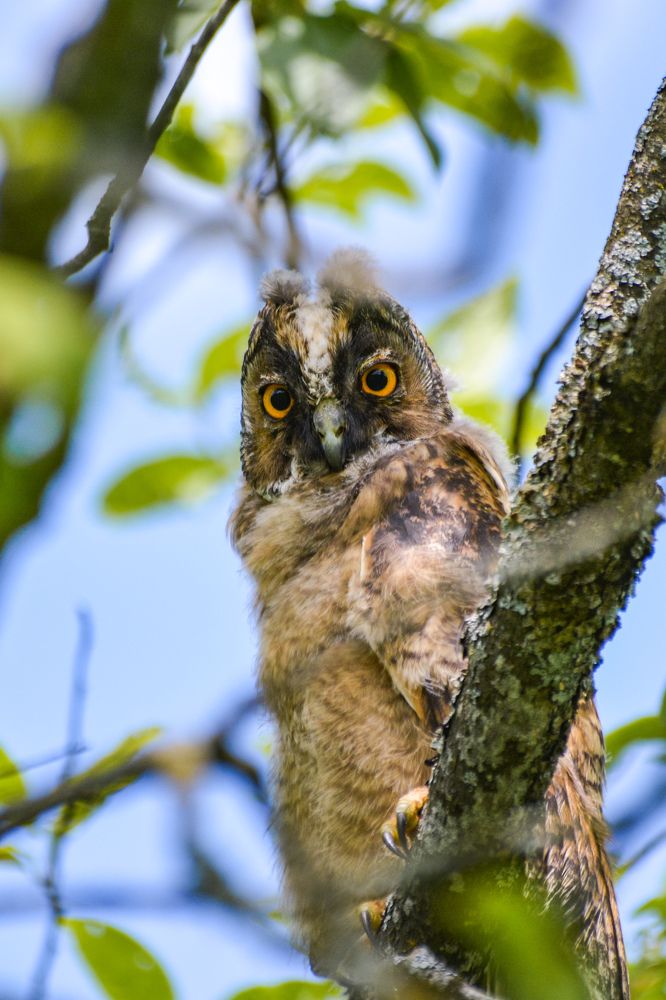 long-eared owl / ушастая сова