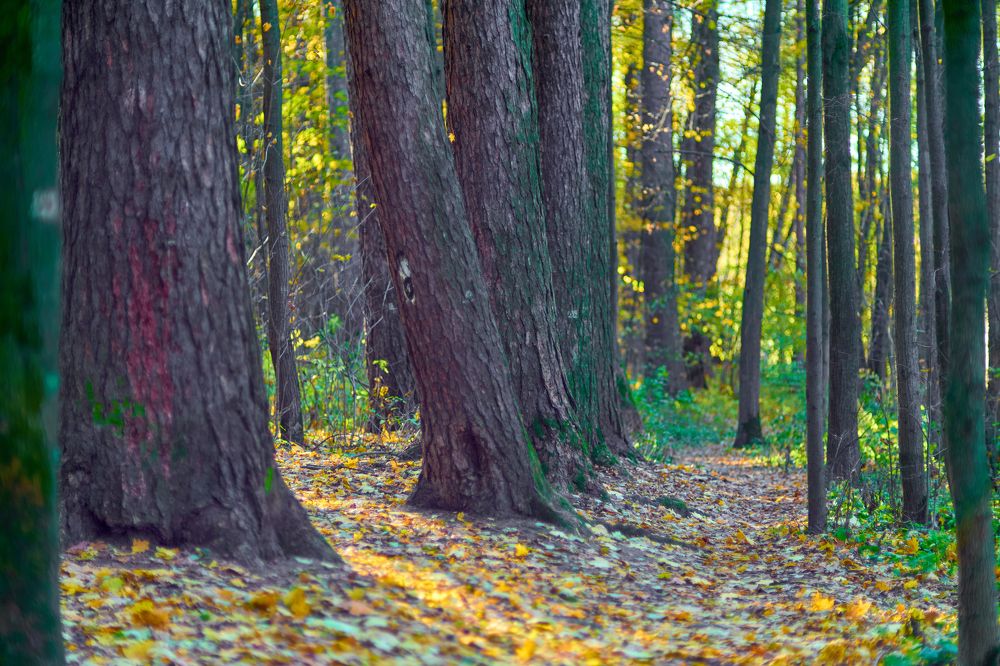 Photograph by Игорь Кад