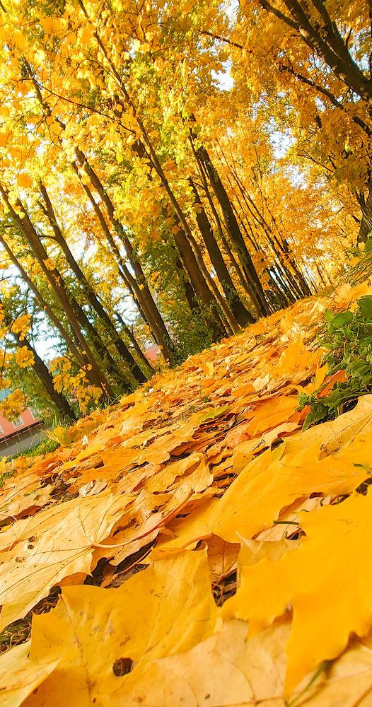 Фотография автора Elena Ku