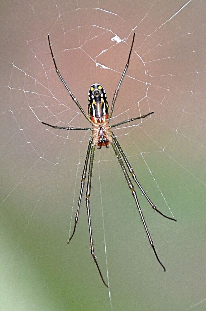 Photograph by Marzio Fattorini