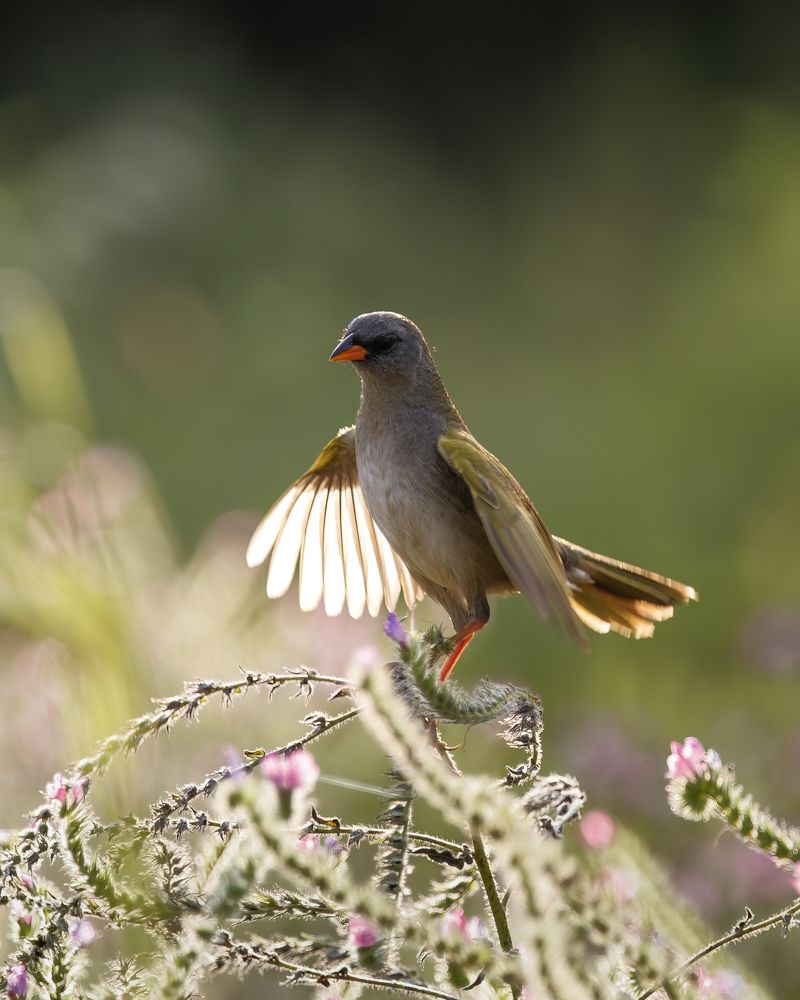 Photograph by Rodrigo Ramos