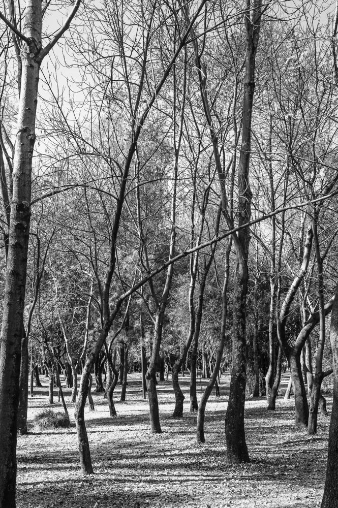 Photograph by Armando López-Guerrero