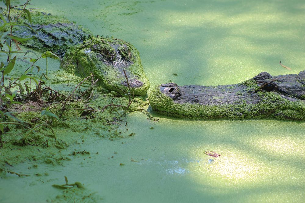 Фотография автора Jeff Cooley