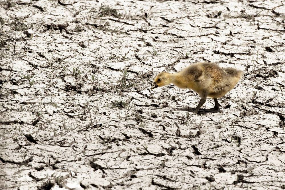 Photograph by hasan sorena jouri