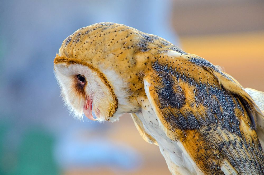 Photograph by Luis Rodríguez Araiza