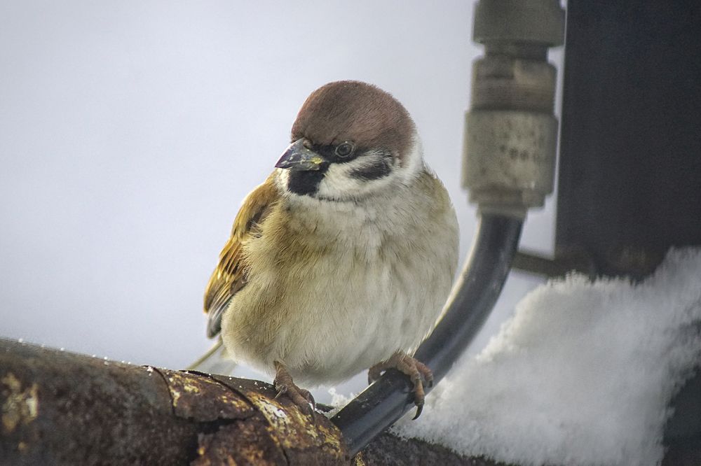 Воробей Пашка