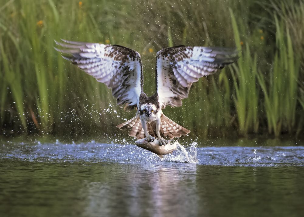 Osprey with Prey