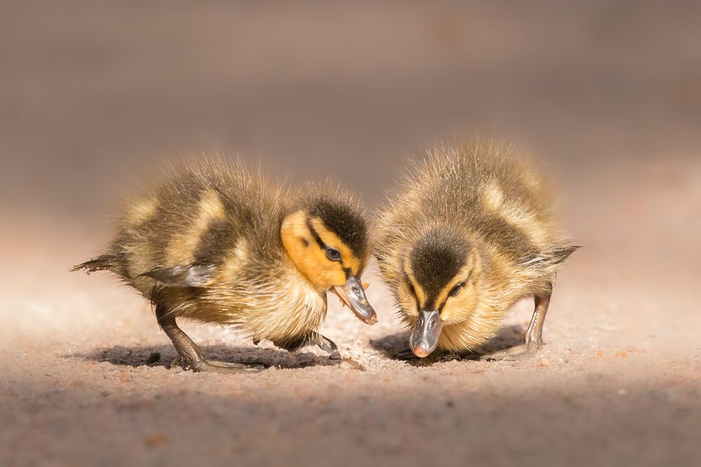 Photograph by Елена Хорохорина