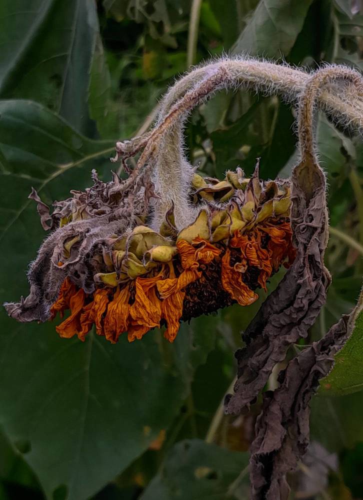 Photograph by MARK ANTHONY SANTOS