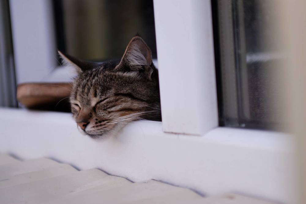 Фотография автора Дмитрий Referee