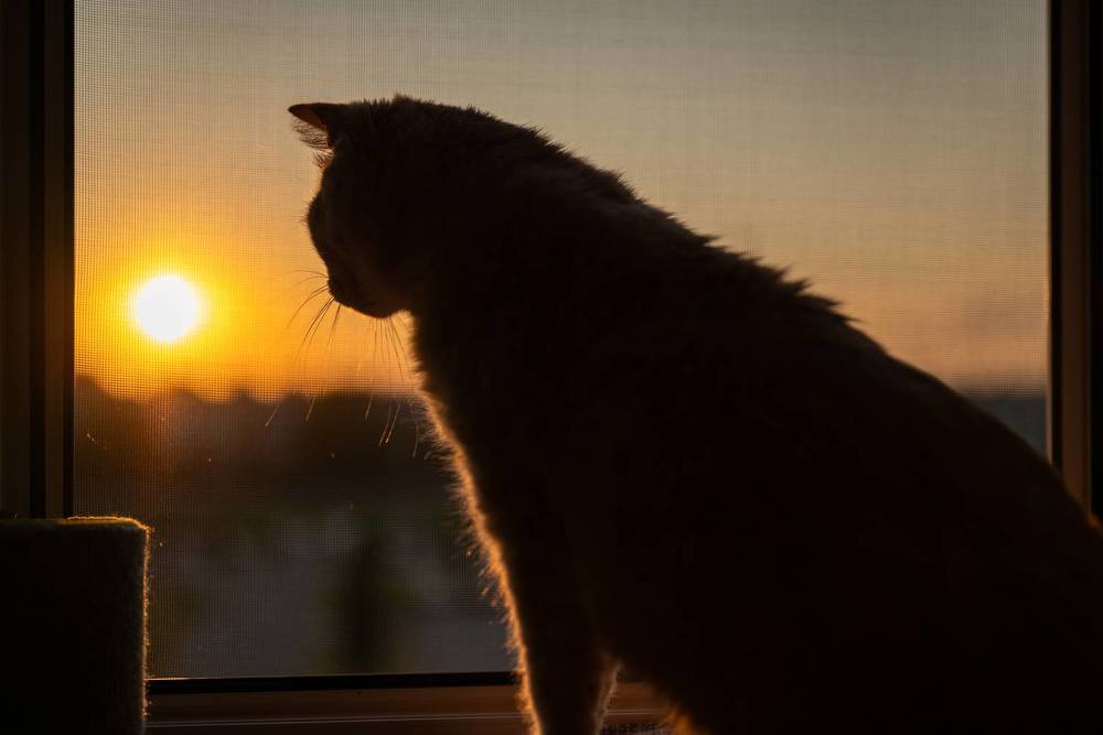 Фотография автора Дмитрий Referee