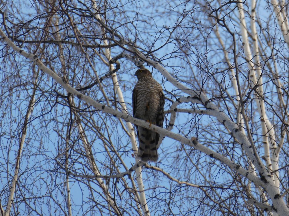 Photograph by Андрей Садчиков