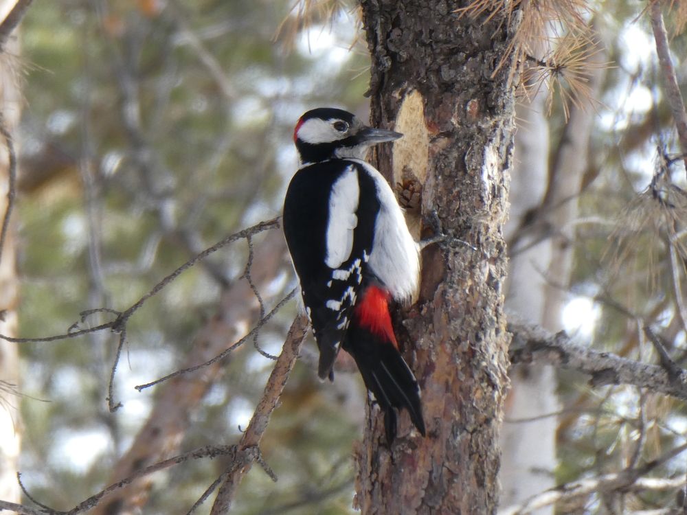 Photograph by Андрей Садчиков