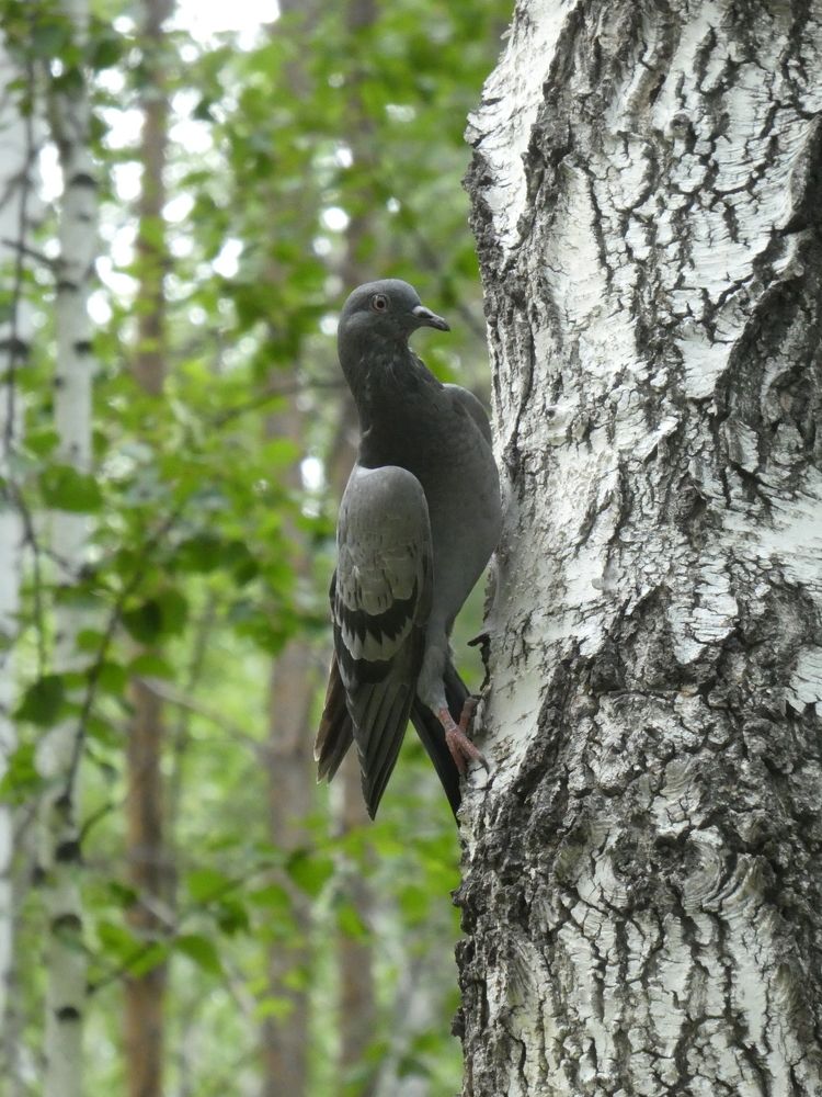 Photograph by Андрей Садчиков