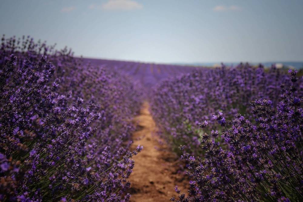 Photograph by Анатолий Вивдич