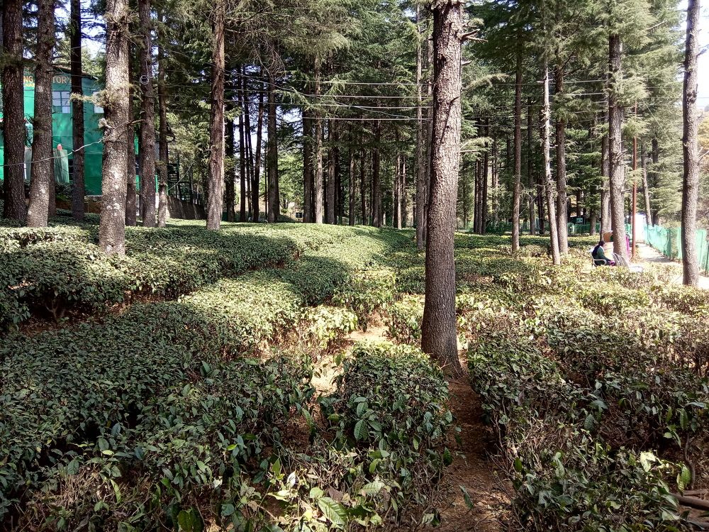 Photograph by Ritu Dinkar