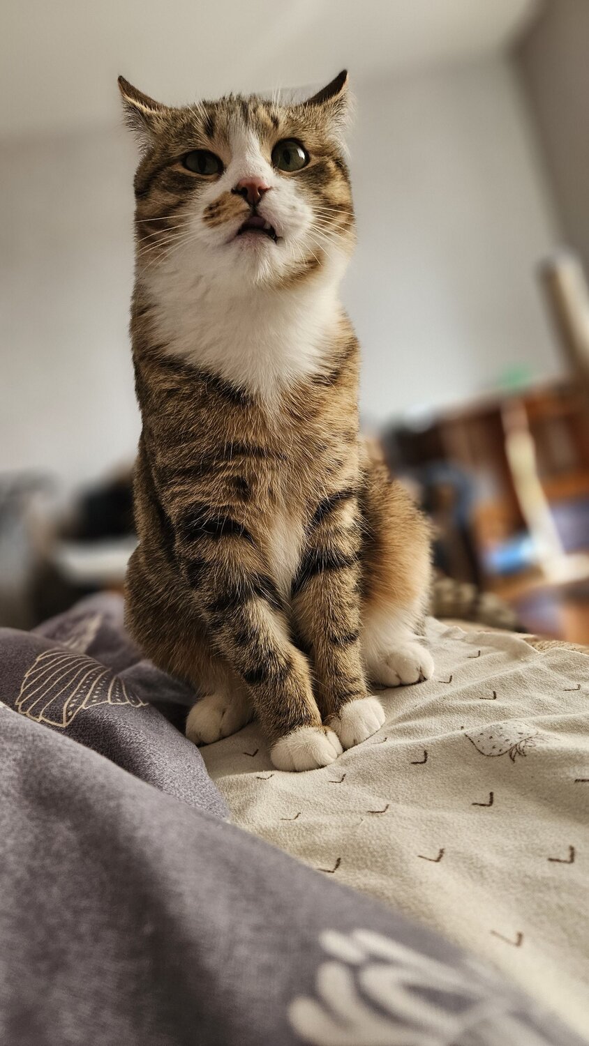 Photo #11236135