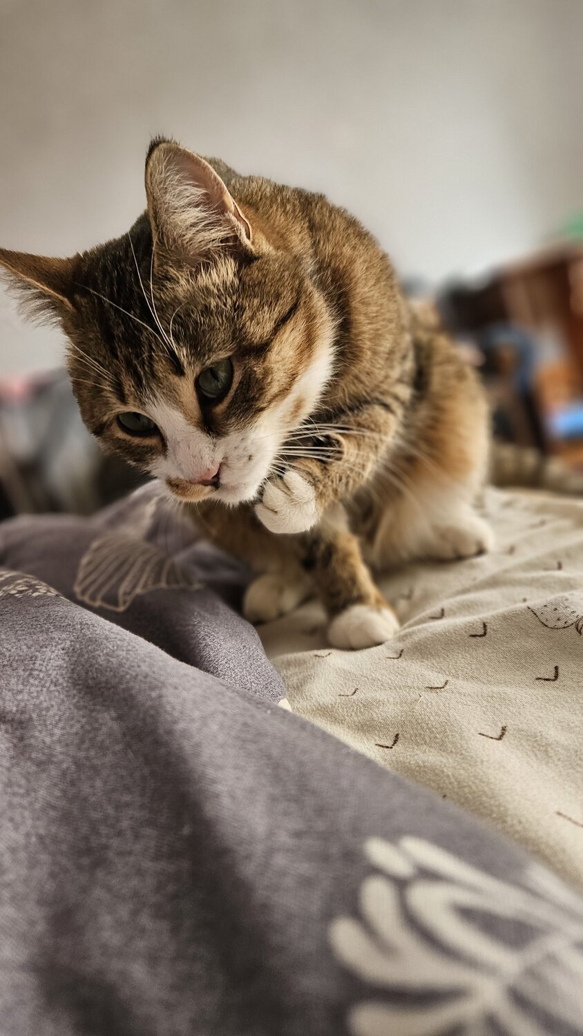 Photo #11236149