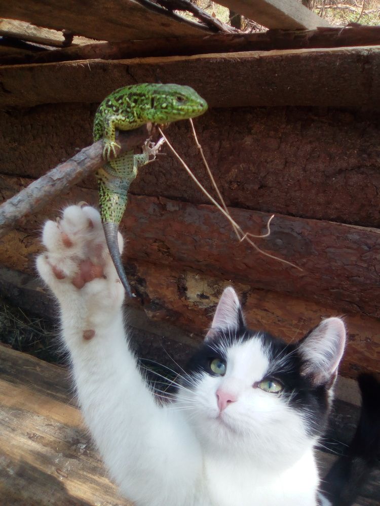 Photograph by Светлана Петрова