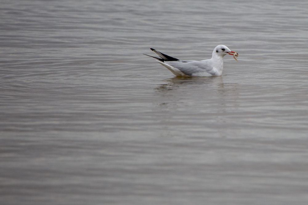 Photograph by Игорь Сапронов
