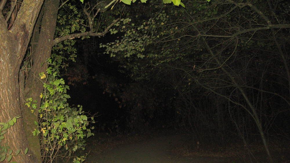 Photo #11236414