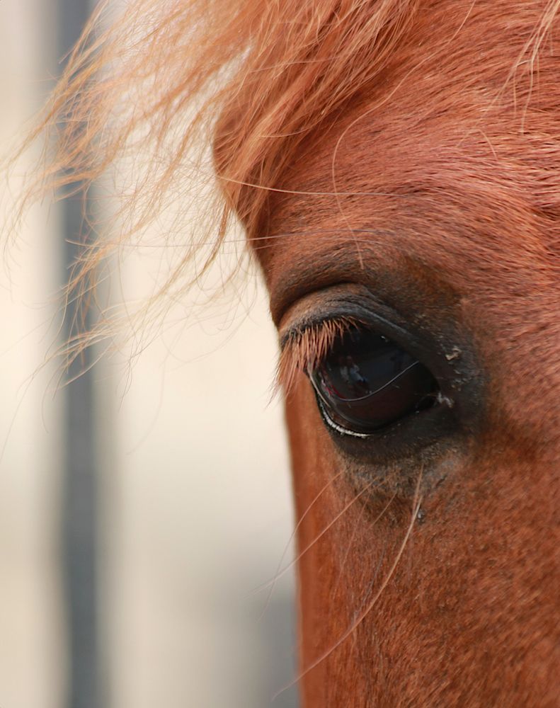 Живое зеркало