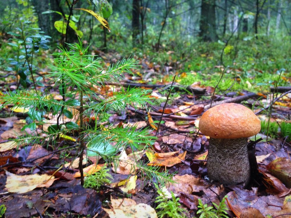 Photograph by Елена Смирнова