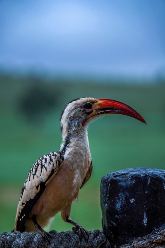 Photograph by Angelika Martko