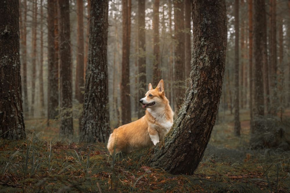 Photograph by Татьяна Тихомирова