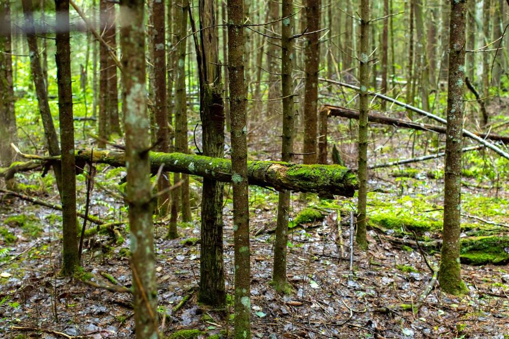 Photograph by Павлович Анатолий