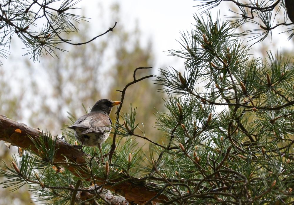 Photograph by Елена Сырцева