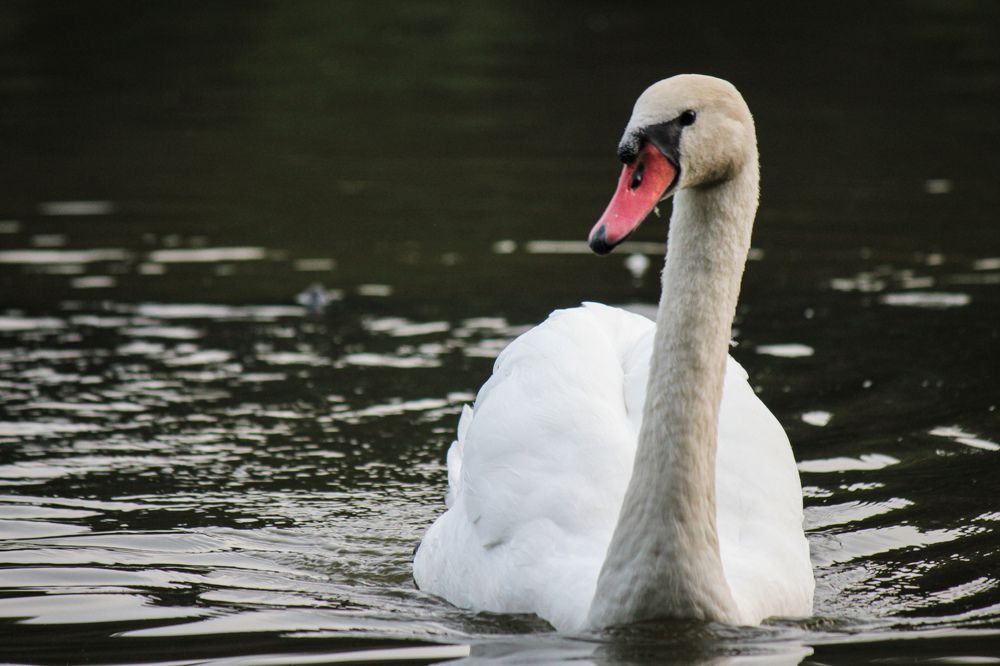 Photograph by Елена Сырцева