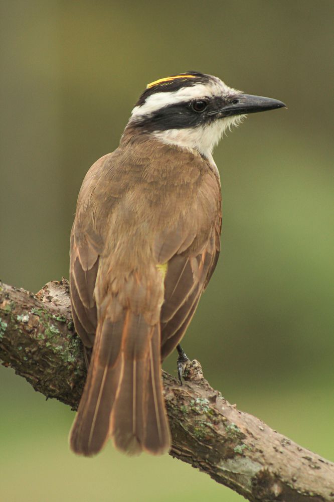 Photograph by Ricardo Venerando