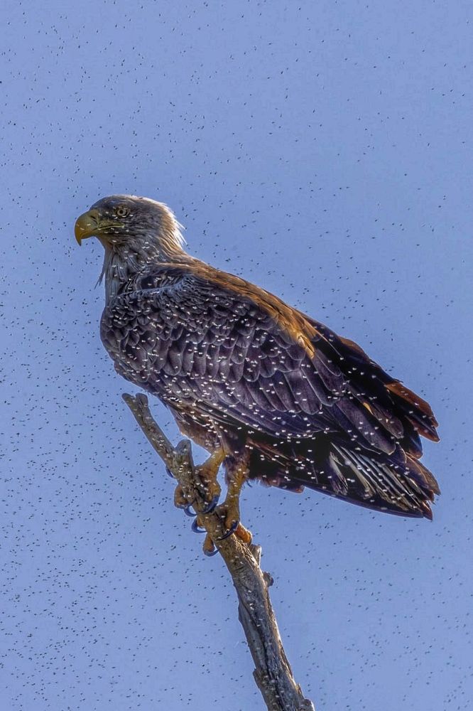 Photograph by Александр Шандов