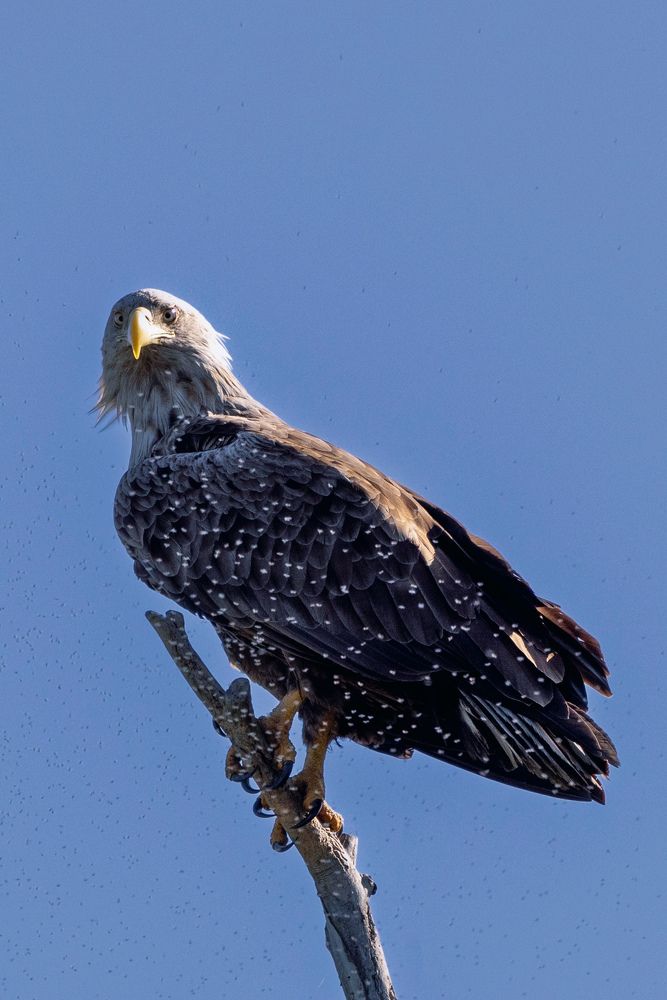 Photograph by Александр Шандов