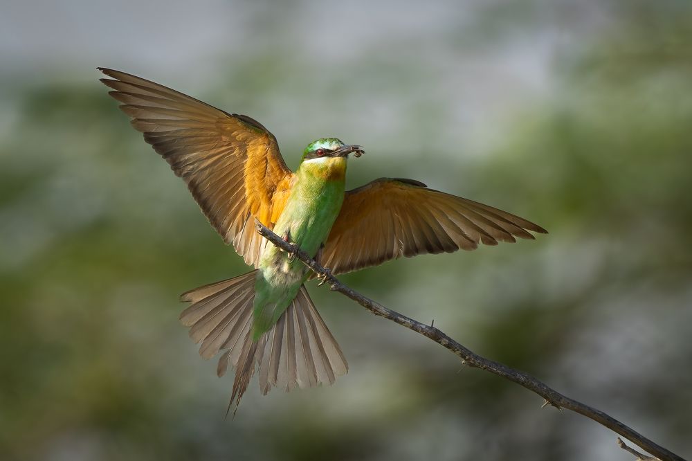 Фотография автора Prejul Prakash