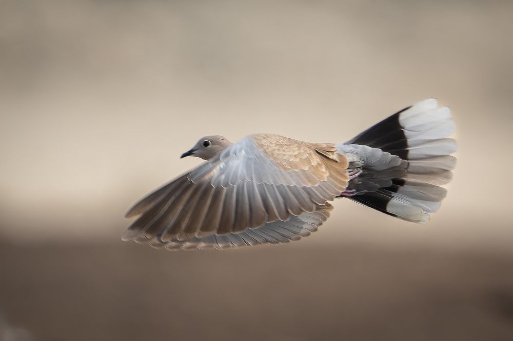 Фотография автора Prejul Prakash