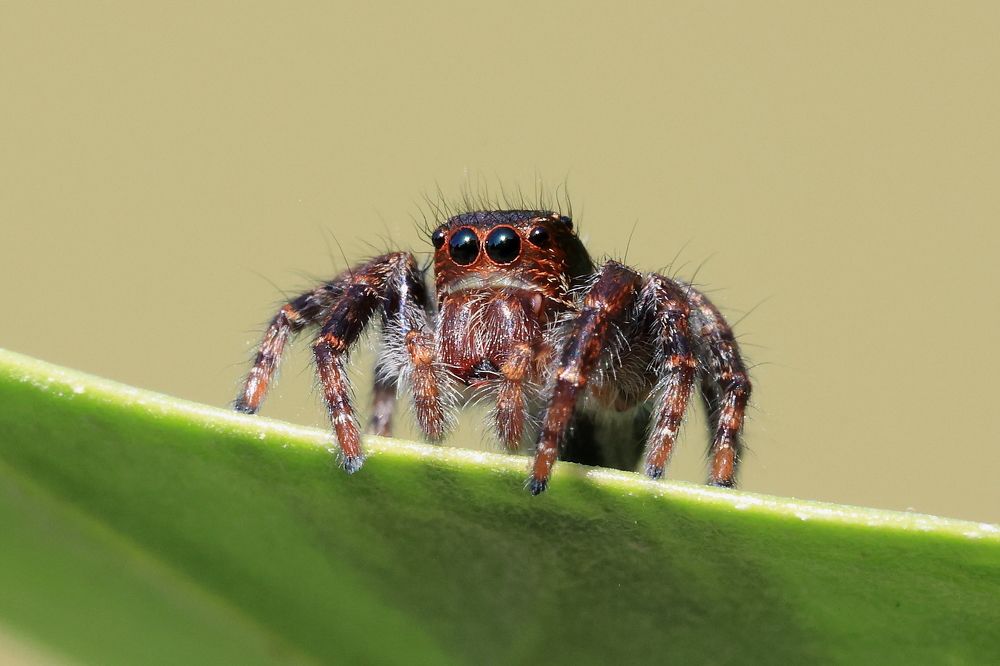 Jumping Spider