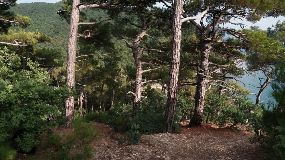 Photograph by Владимир Коровин