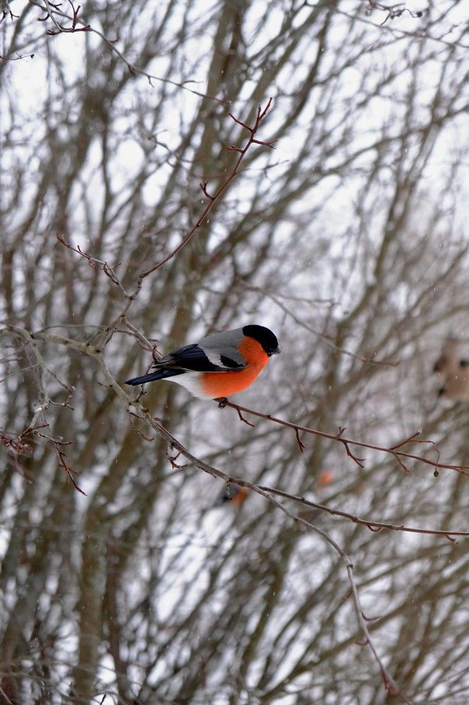 Photograph by Надежда Кангина