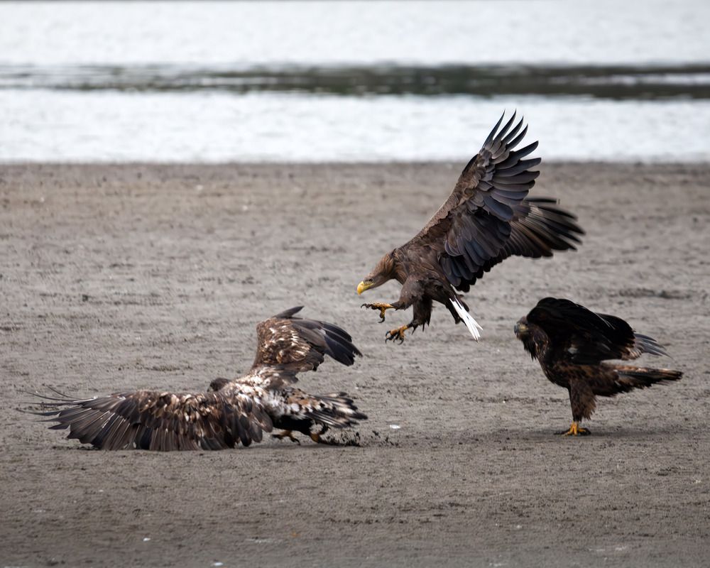 Photograph by Николай @nikfoto