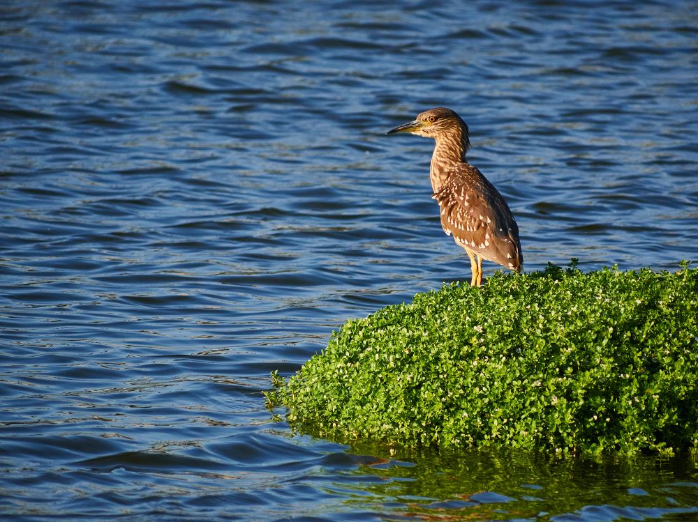 Фотография автора David Solodar