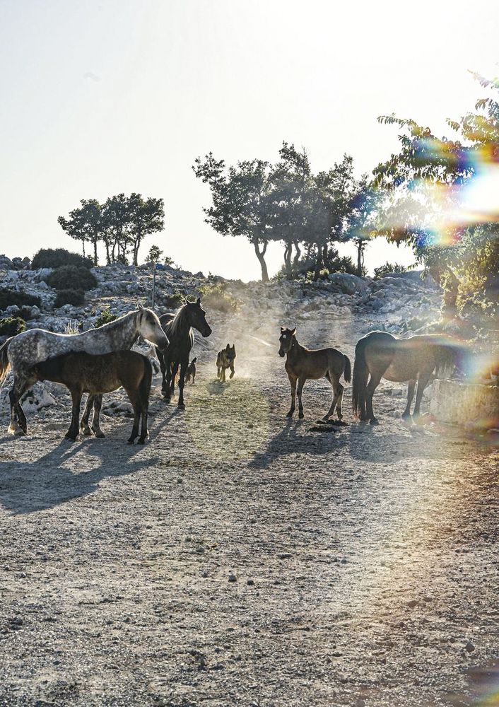 Фотография автора Берлиоз Бегемот