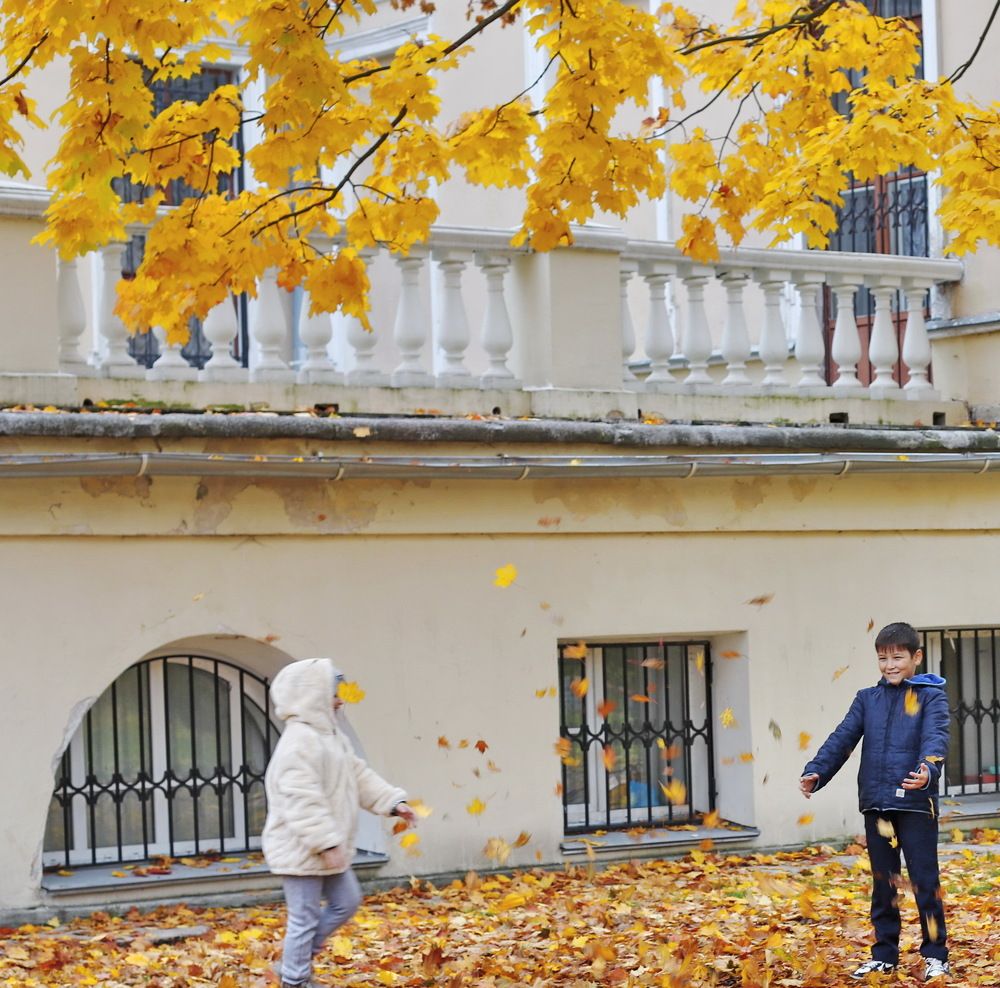 Желтые листья