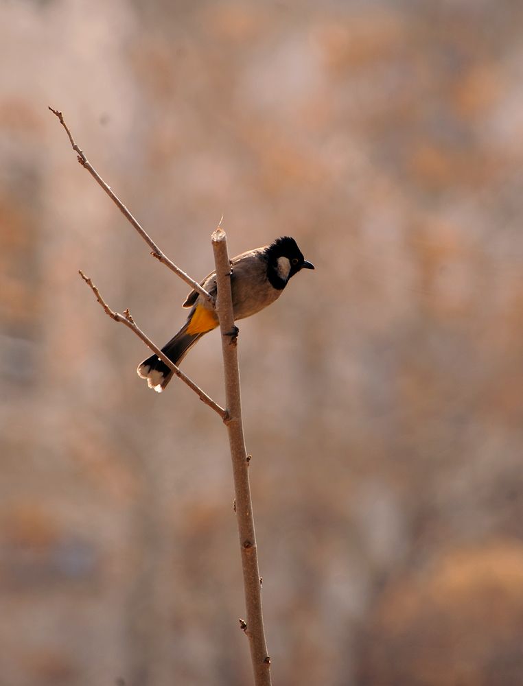 Photograph by Farid Ataei