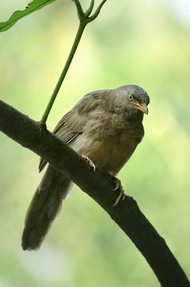 Photograph by Somjit Ghosh