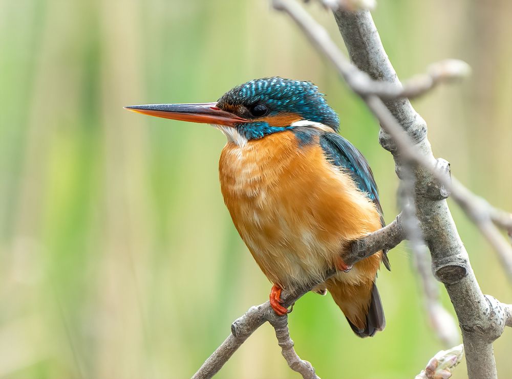 Photograph by Артем Кузнецов